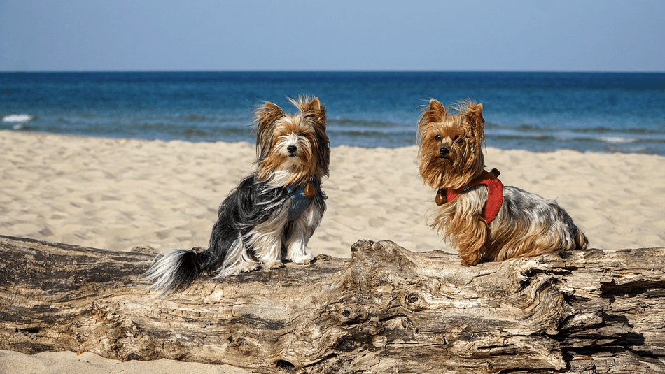 El primer baño de un Yorkshire Terrier